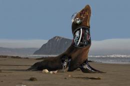 Robotic Sea Lion Picture